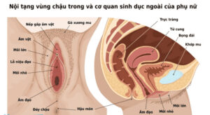 Cấu tạo bộ phận sinh dục nữ 3D