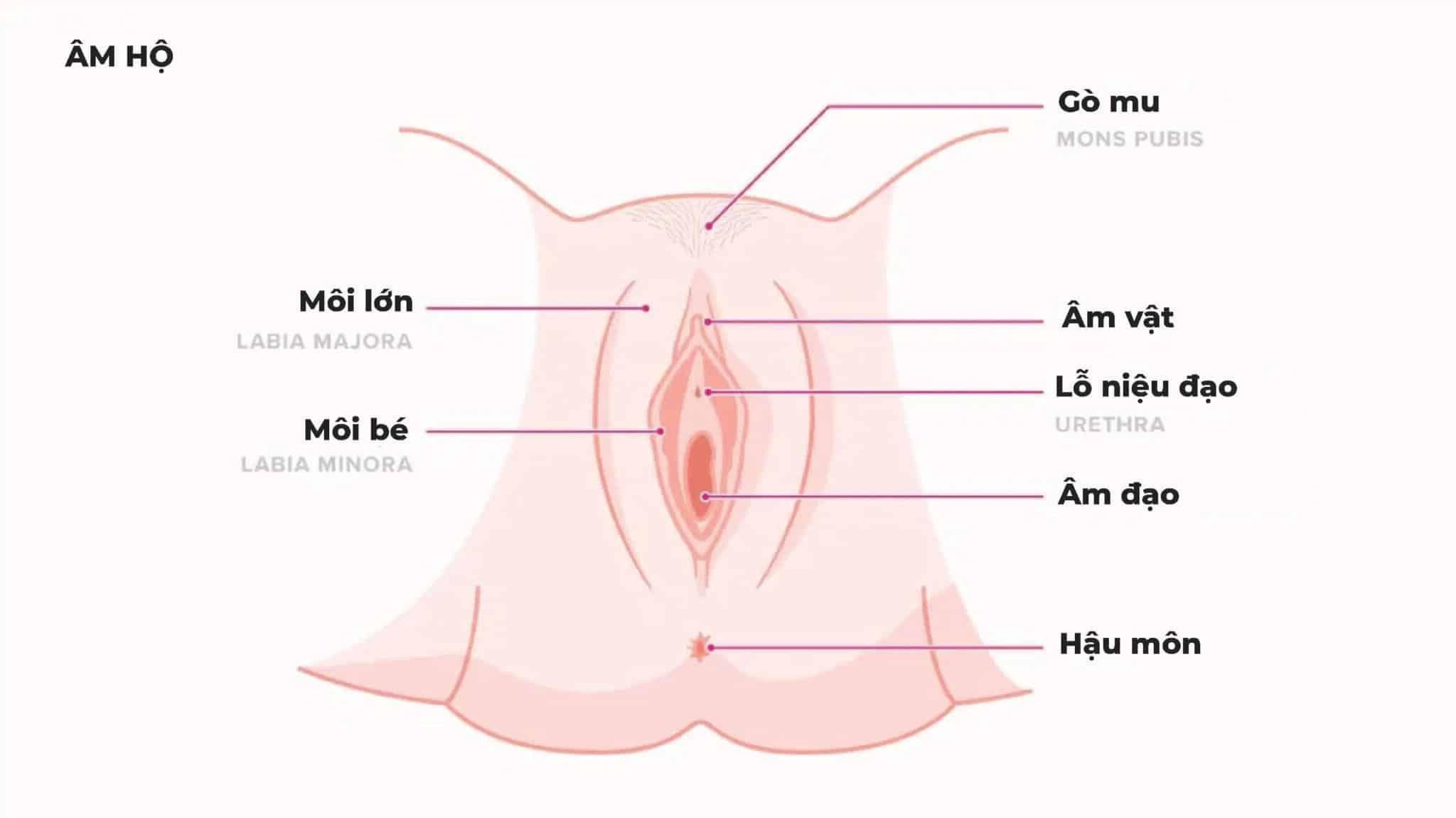 Cấu tạo bộ phận sinh dục nữ và những thông tin cần biết