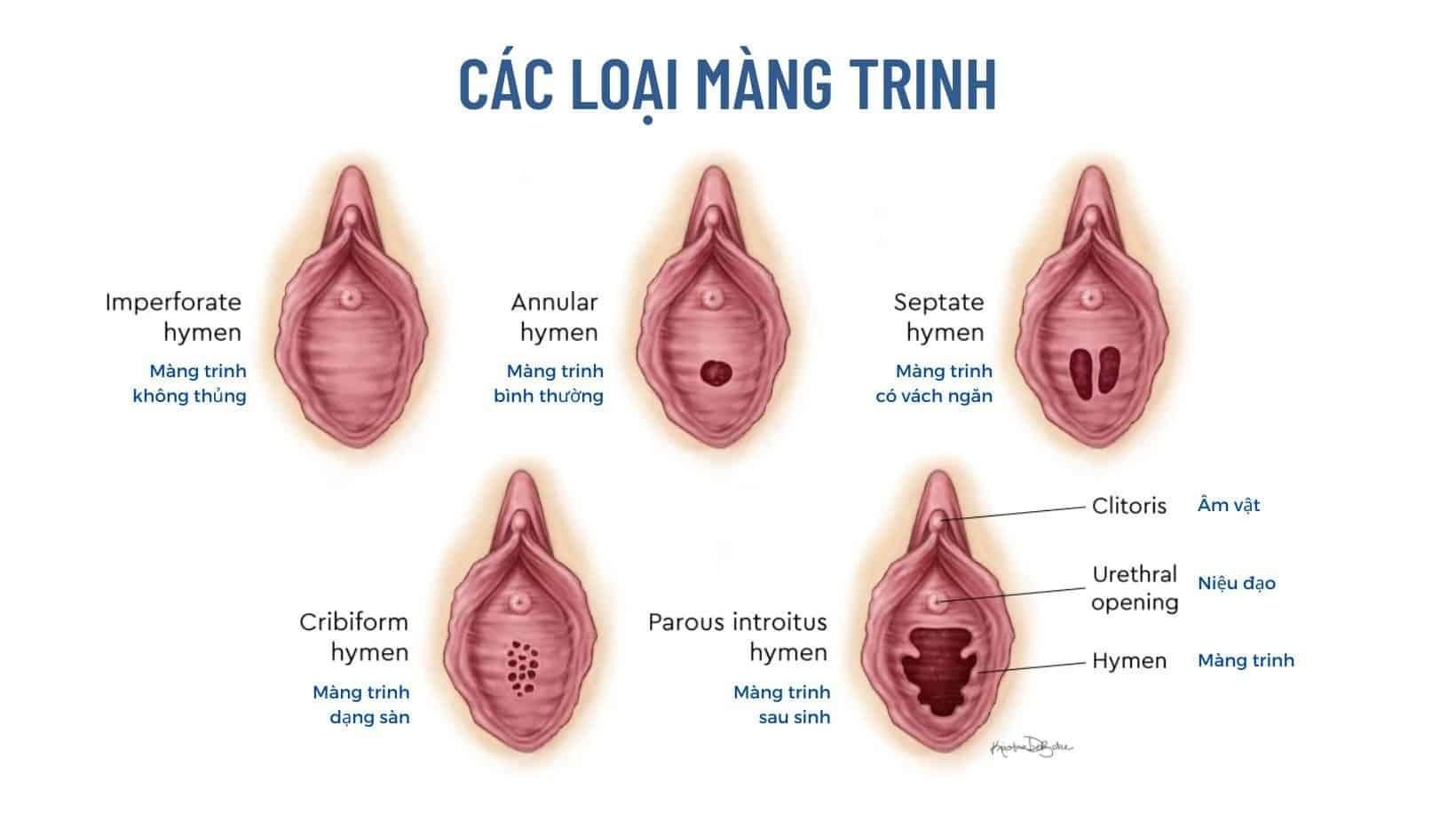 Cấu tạo bộ phận sinh dục nữ và những thông tin cần biết