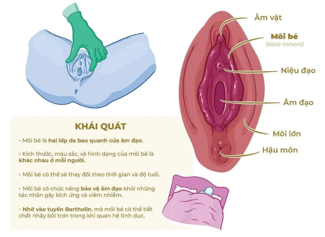 Cấu tạo bộ phận sinh dục nữ và những thông tin cần biết