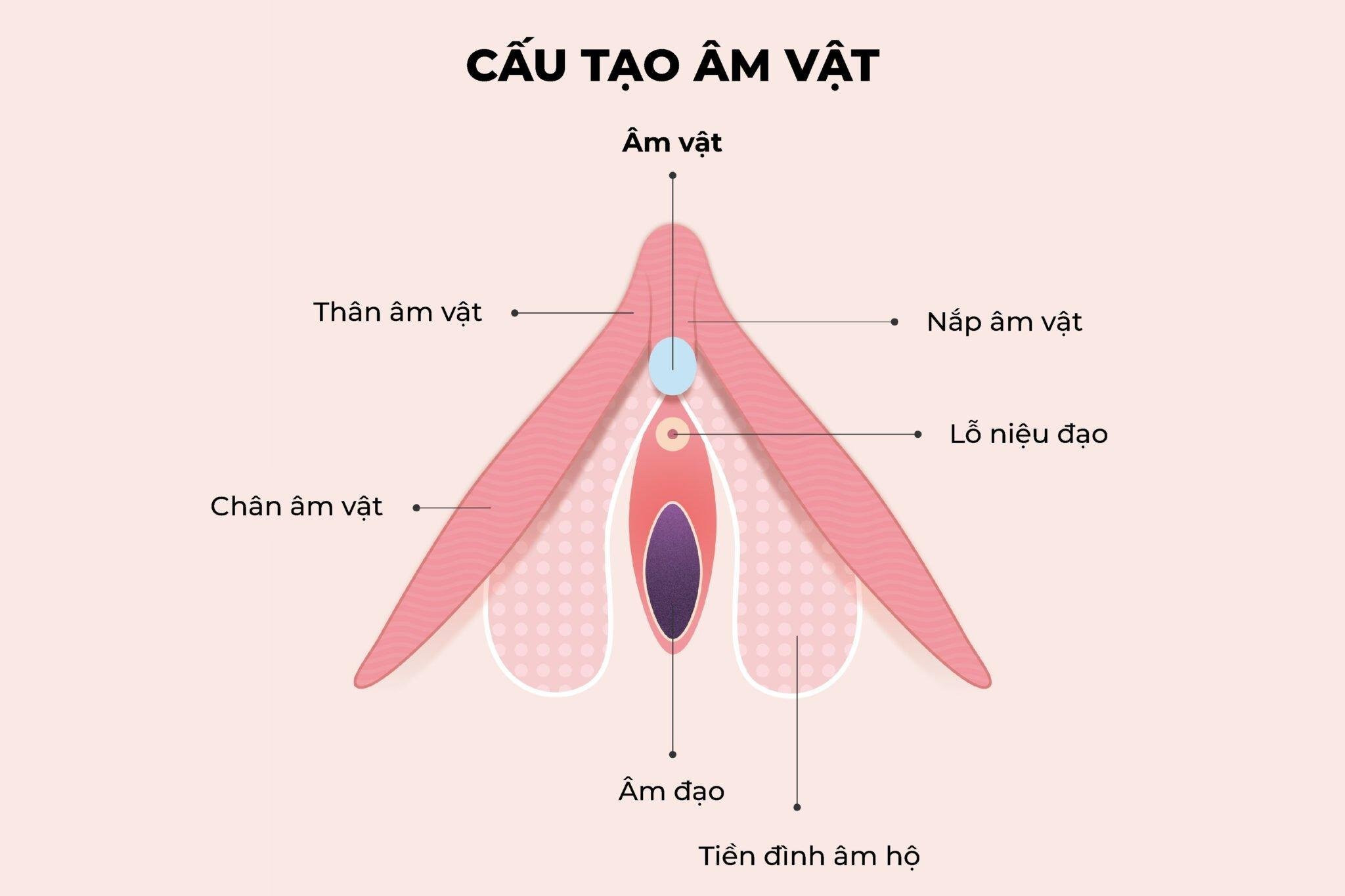 Ảnh hưởng và vai trò của âm vật đối với sức khỏe phụ nữ